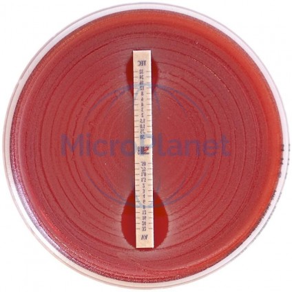 MIC test FLUCYTOSINE (FC), 0.002-32 30, c/ 30 tiras CMI antifúngico